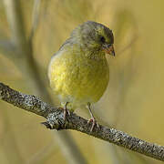 European Greenfinch