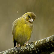 European Greenfinch