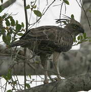 Changeable Hawk-Eagle