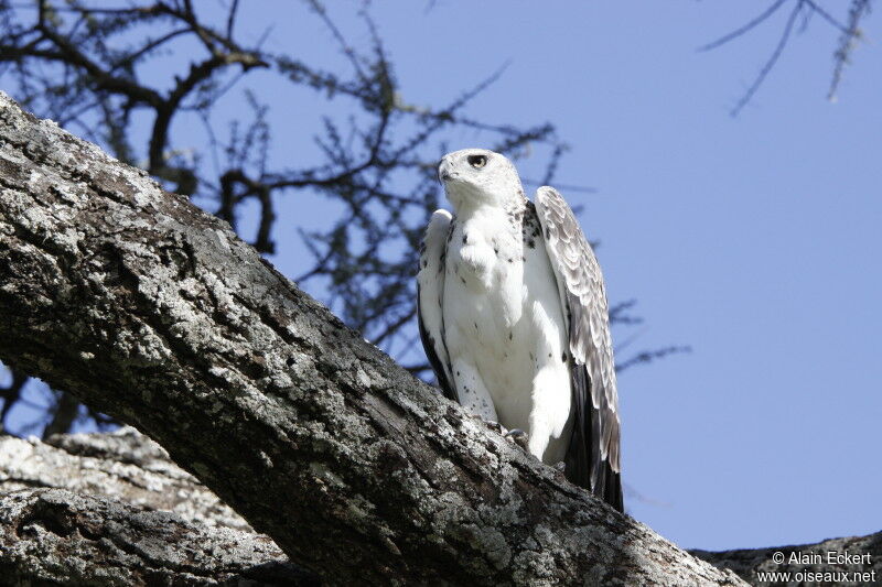 Martial Eagleimmature