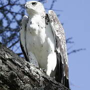 Martial Eagle