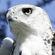 Martial Eagle