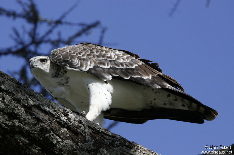 Aigle martialimmature