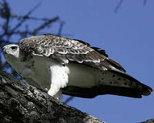 Martial Eagle