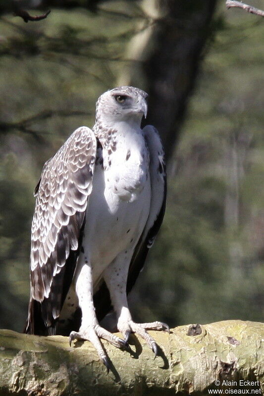 Martial Eagleimmature