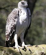 Martial Eagle