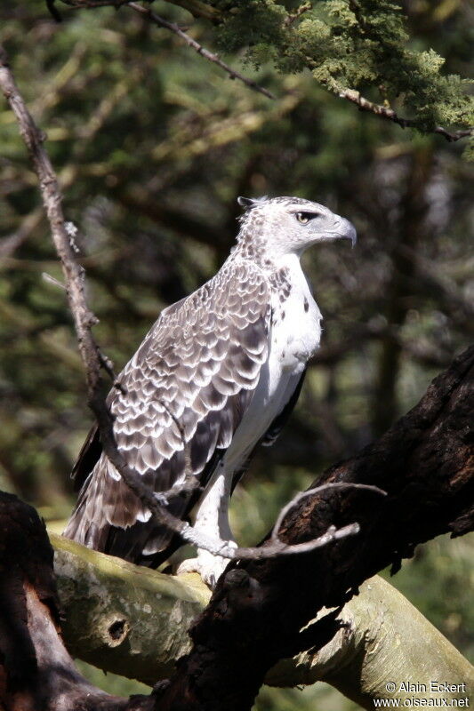 Aigle martialimmature