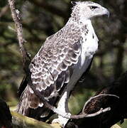 Martial Eagle