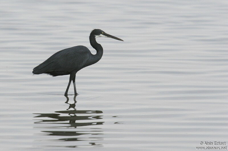 Aigrette des récifs