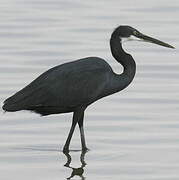 Western Reef Heron