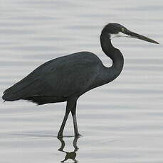 Aigrette des récifs