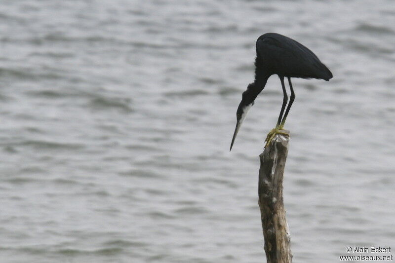 Aigrette des récifs