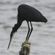 Aigrette des récifs