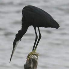 Aigrette des récifs