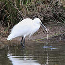Little Egret