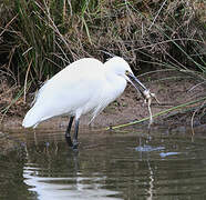 Aigrette garzette