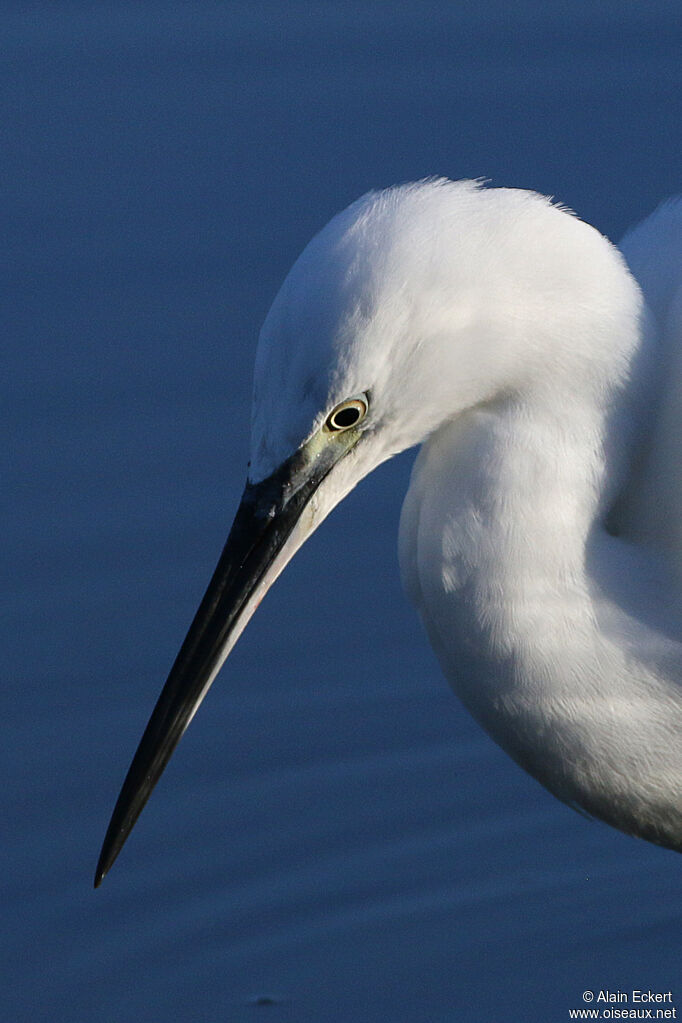 Aigrette garzette