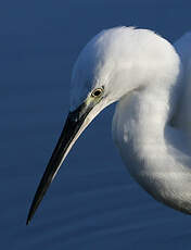 Aigrette garzette