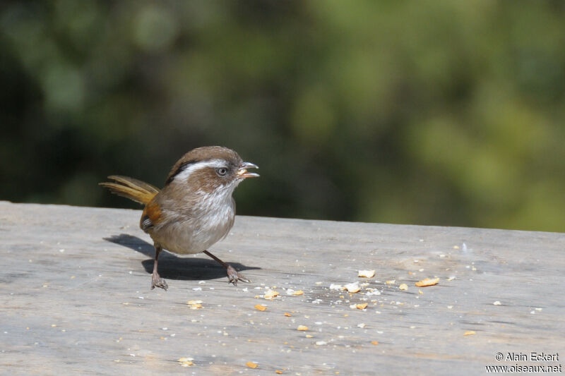 White-browed Fulvetta