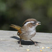 White-browed Fulvetta