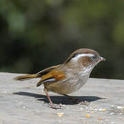 White-browed Fulvetta