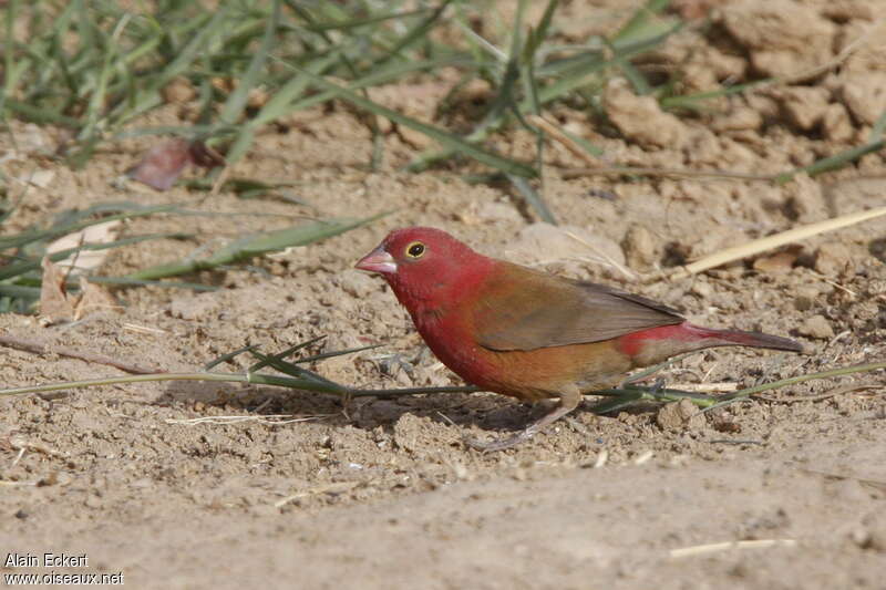 Red-billed Firefinch male adult, fishing/hunting
