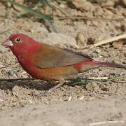 Red-billed Firefinch