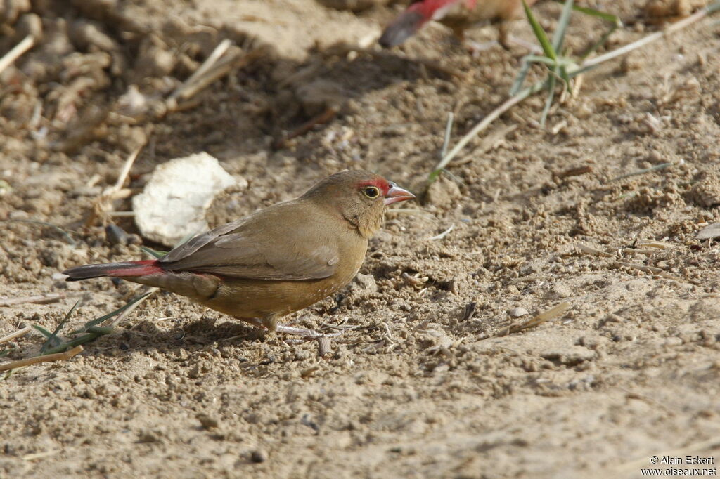 Red-billed Firefinch female