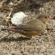 Red-billed Firefinch