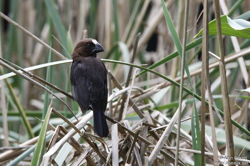 Thick-billed Weaver, identification