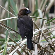 Thick-billed Weaver