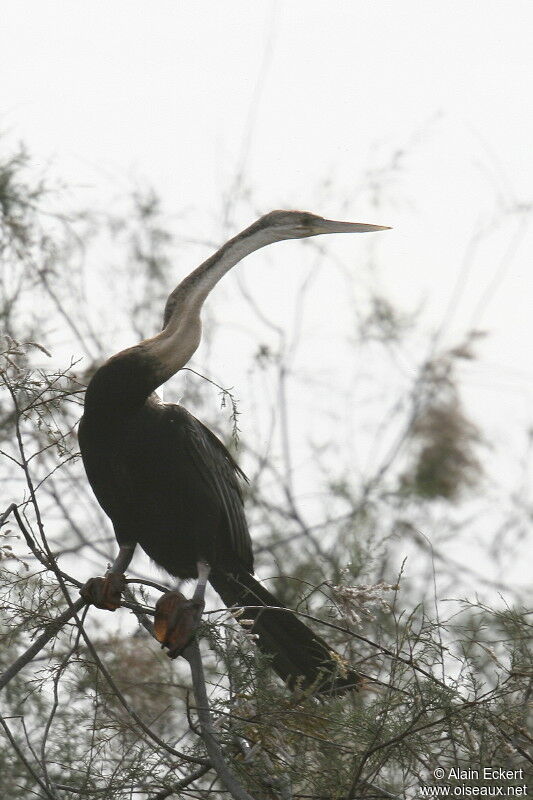 Anhinga d'Afrique