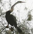 Anhinga d'Afrique