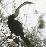 African Darter