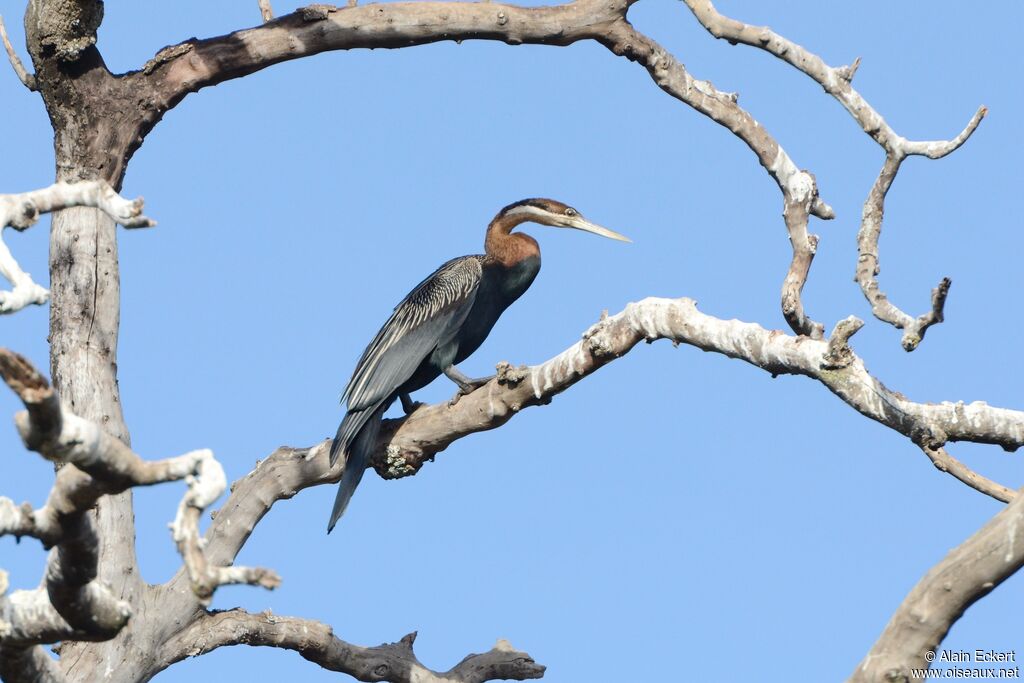 Anhinga d'Afrique