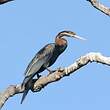 Anhinga d'Afrique