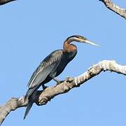 African Darter