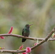 Rufous-tailed Hummingbird