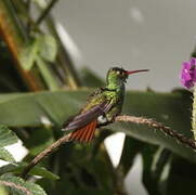 Rufous-tailed Hummingbird