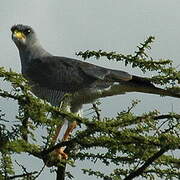 Eastern Chanting Goshawk