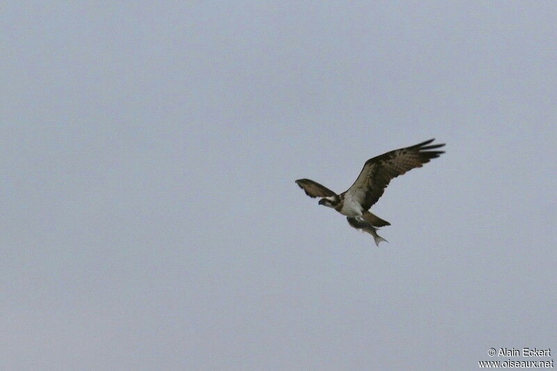 Western Osprey