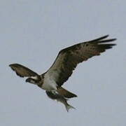 Western Osprey