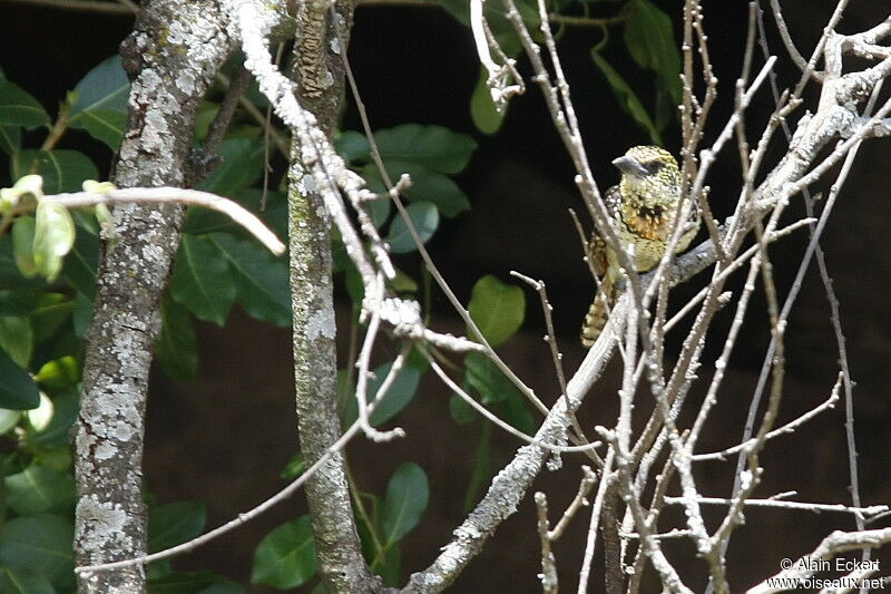 D'Arnaud's Barbet, identification