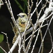 D'Arnaud's Barbet