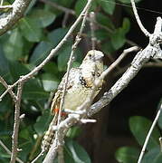 D'Arnaud's Barbet