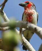 Vieillot's Barbet