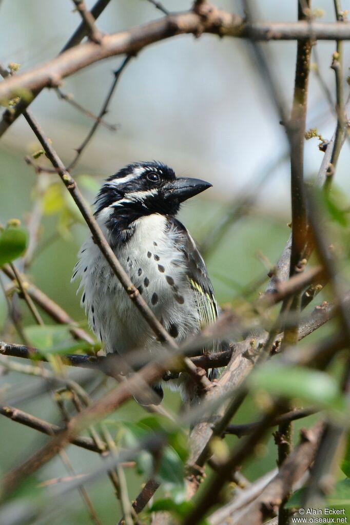 Spot-flanked Barbet