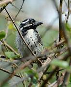 Spot-flanked Barbet