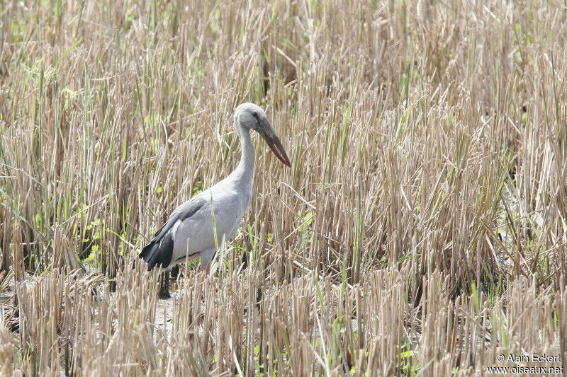 Asian Openbill