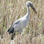 Asian Openbill